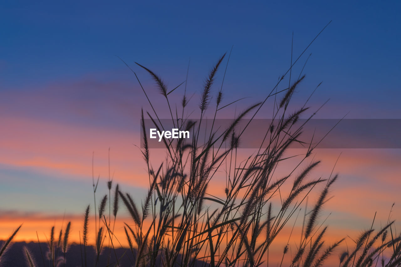 Close-up of stalks against sky at sunset