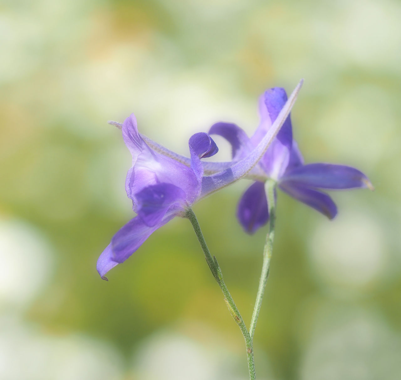 CLOSE-UP OF BUMBLEBEE ON PURPLE FLOWER