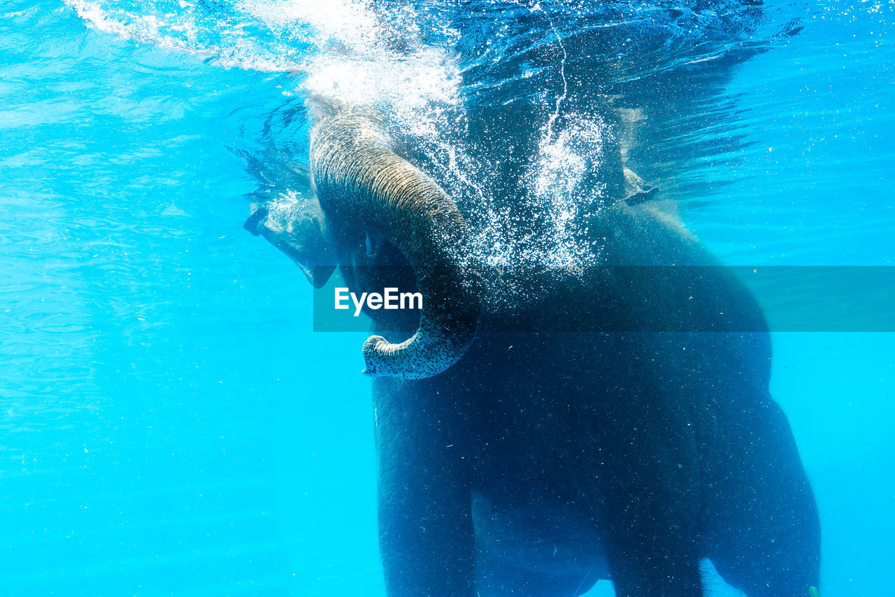 WOMAN SWIMMING UNDERWATER