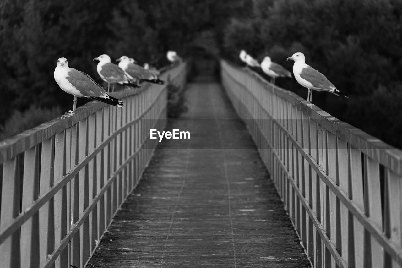 bird, animal themes, animal wildlife, animal, wildlife, black and white, group of animals, monochrome, monochrome photography, perching, railing, white, nature, no people, day, outdoors, wood, architecture, the way forward, in a row, black, focus on foreground