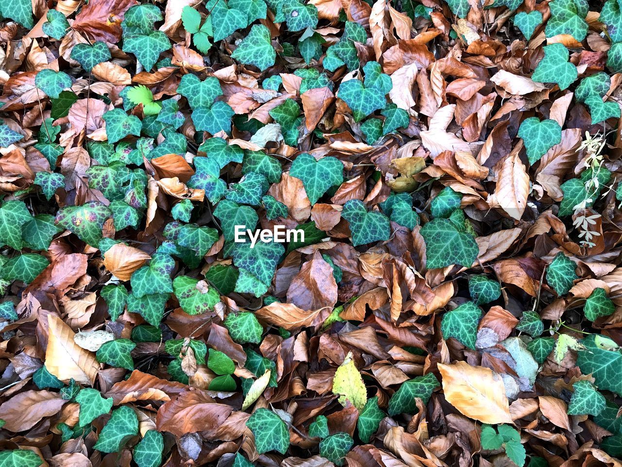 Full frame shot of dried leaves on field