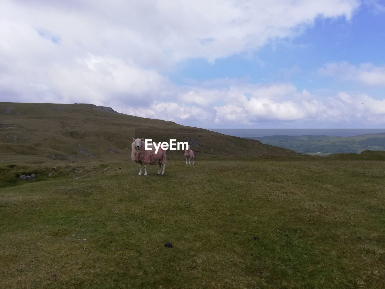 HORSE STANDING IN A FIELD