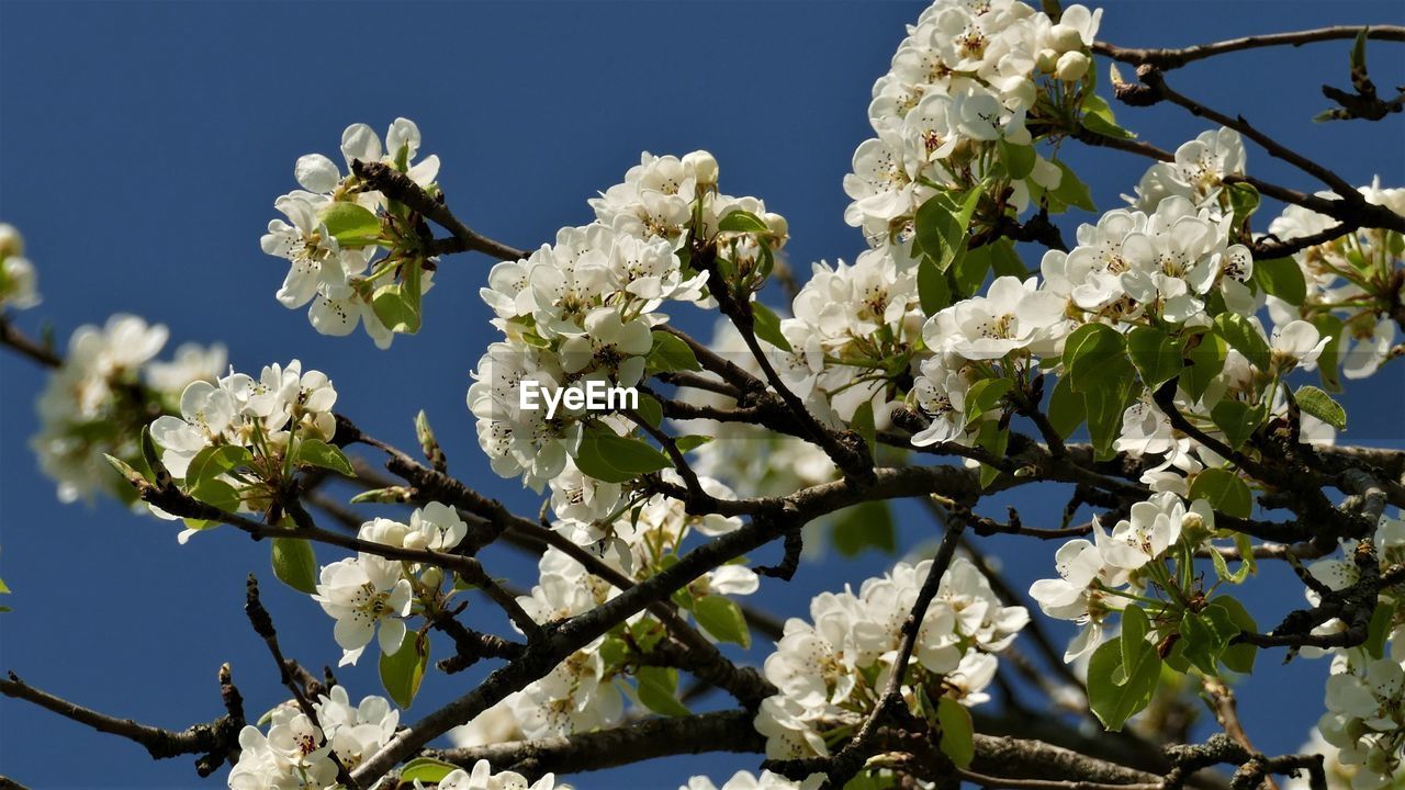 CLOSE-UP OF WHITE CHERRY BLOSSOMS IN SPRING