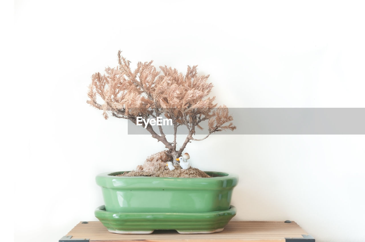 CLOSE-UP OF POTTED PLANT ON TABLE