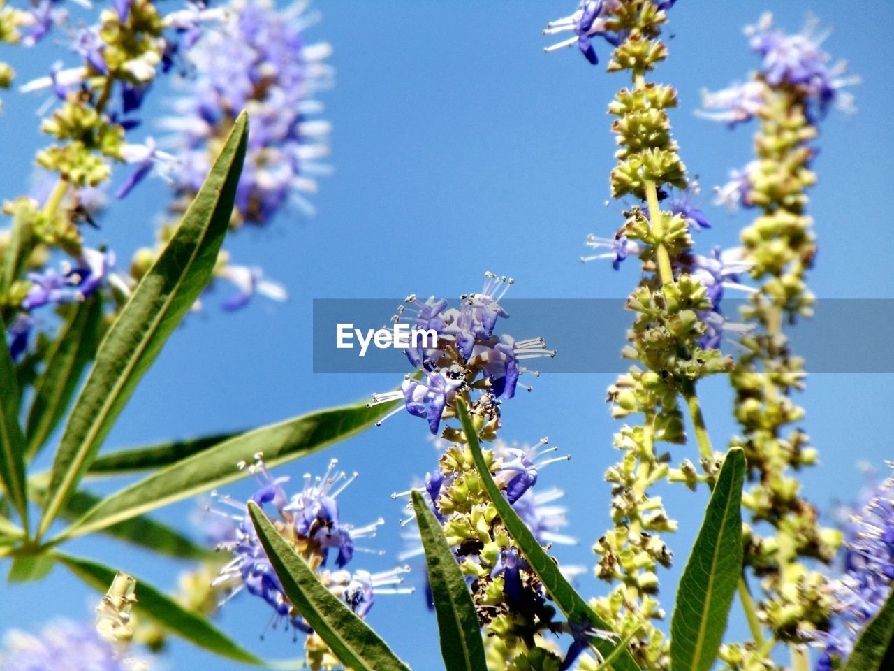 CLOSE-UP OF PURPLE FLOWERS