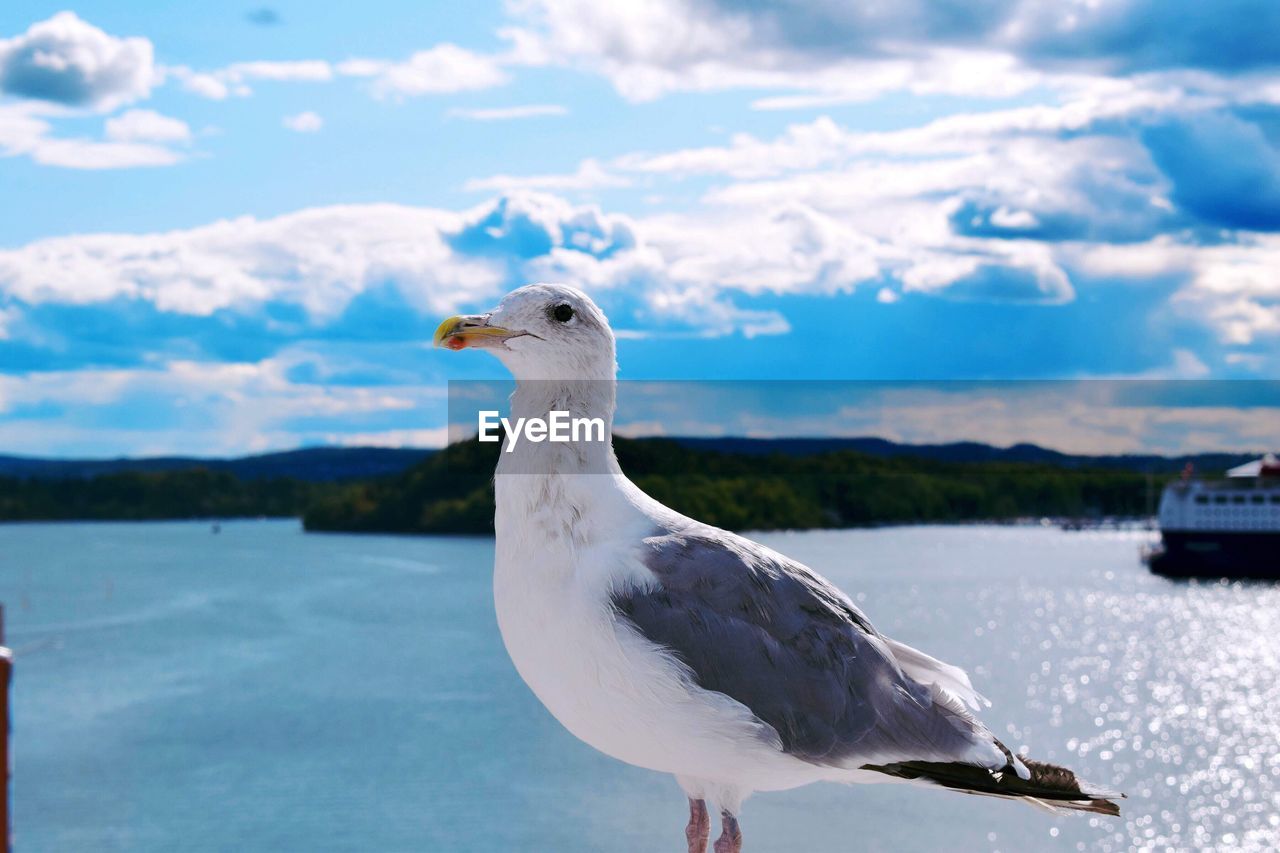 Close-up of seagull perching on a rock