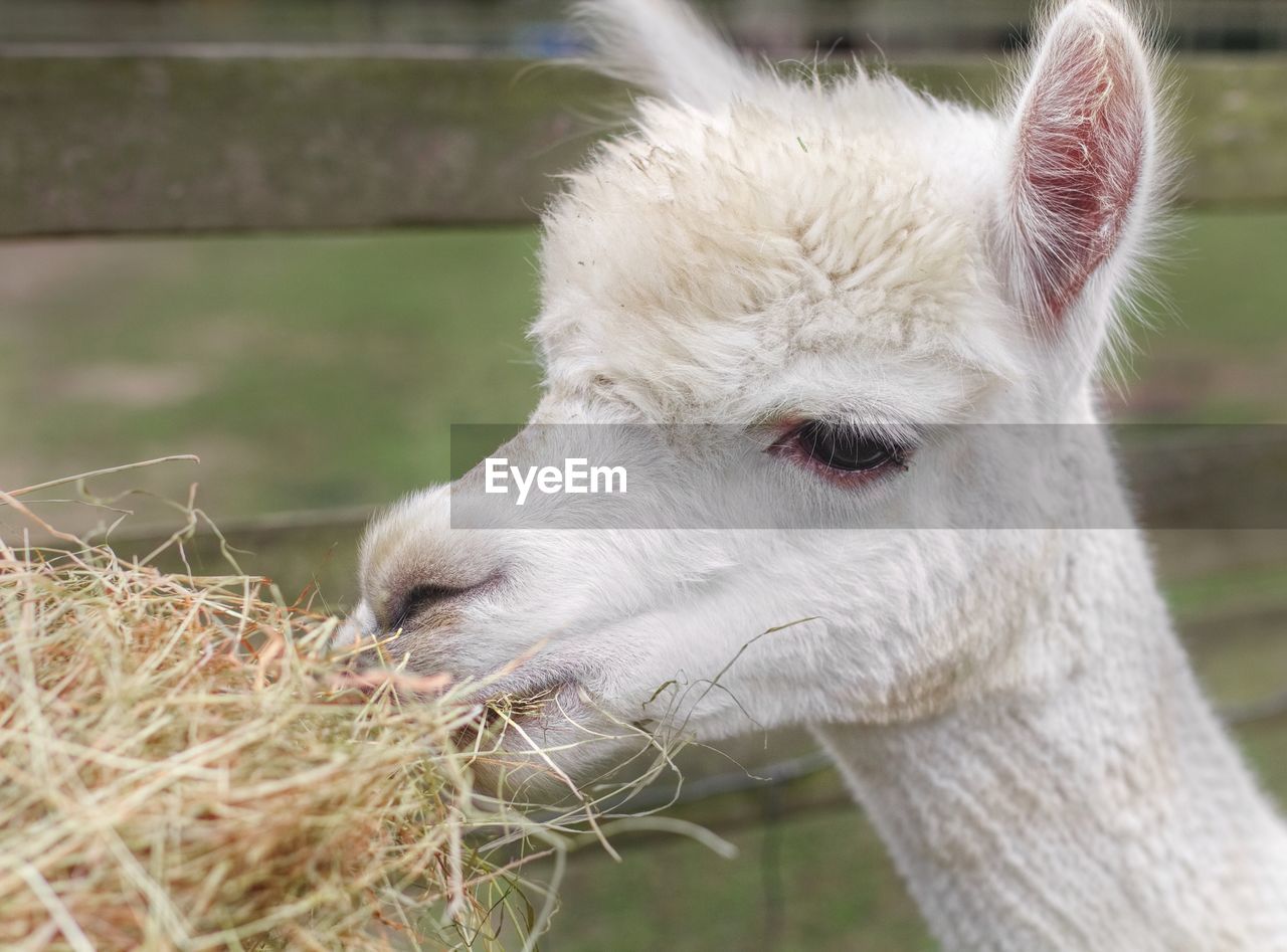 Close-up of llama eating grass