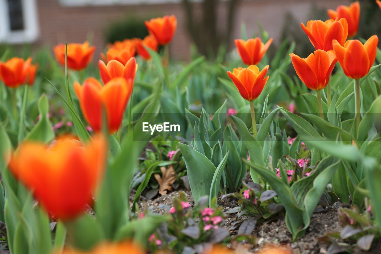 Close-up of orange flowers blooming on field