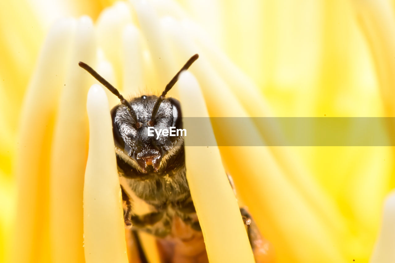 yellow, animal themes, animal, one animal, animal wildlife, insect, macro photography, close-up, wildlife, animal body part, flower, macro, no people, beauty in nature, nature, selective focus, flowering plant, bee, plant, extreme close-up, fragility, focus on foreground, outdoors, honey bee