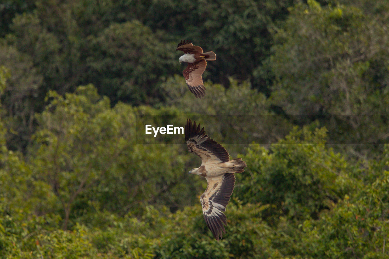 Brahminy kite and white-bellied sea eagle flying against trees in forest