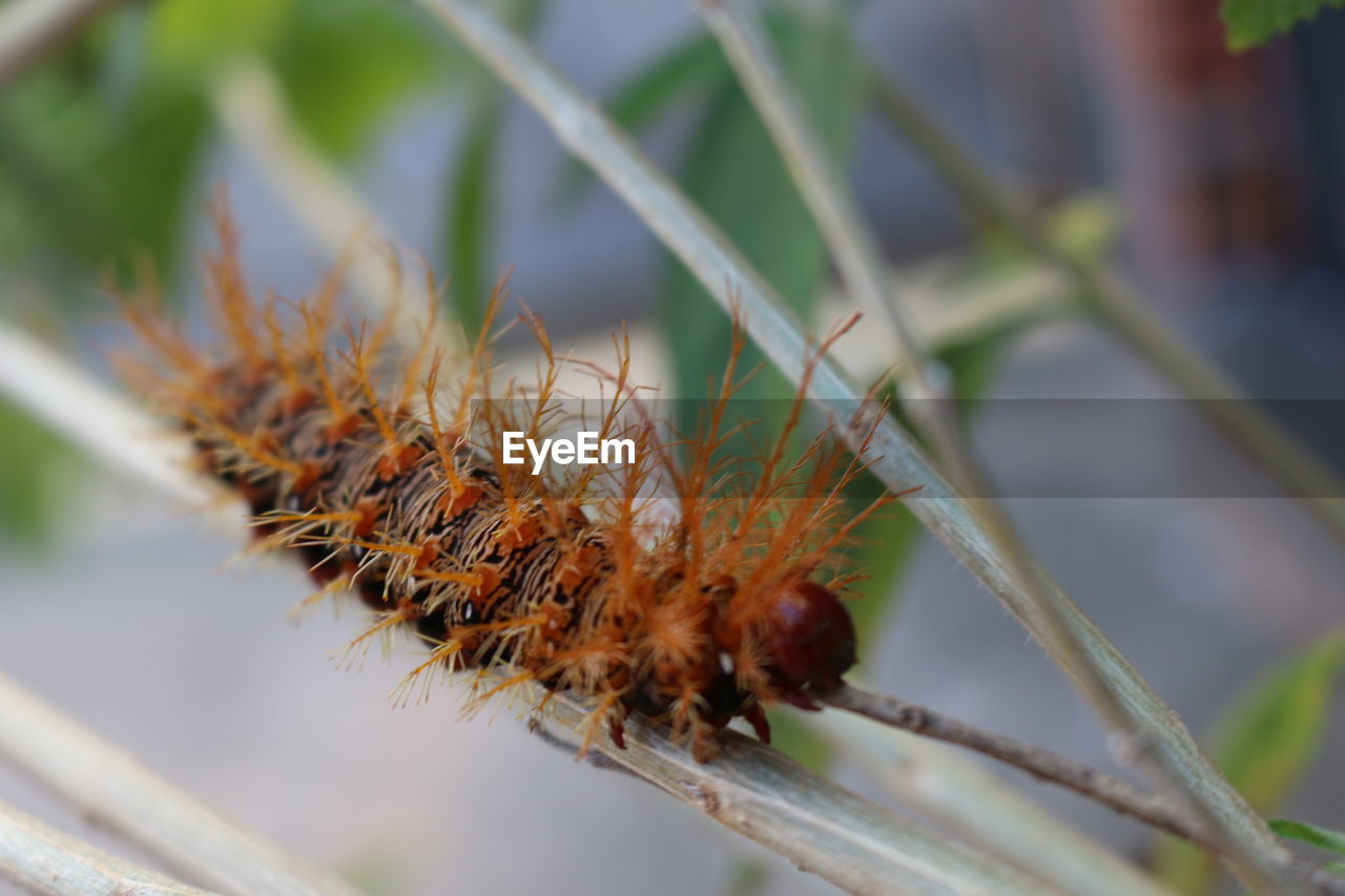 Close-up of caterpillar creeping on tree branch