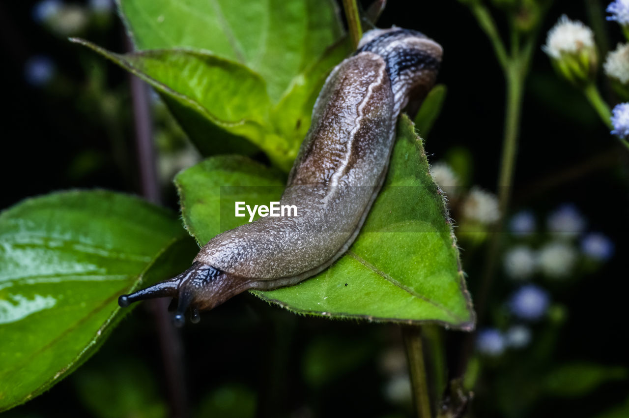 CLOSE-UP OF SNAILS ON LEAF