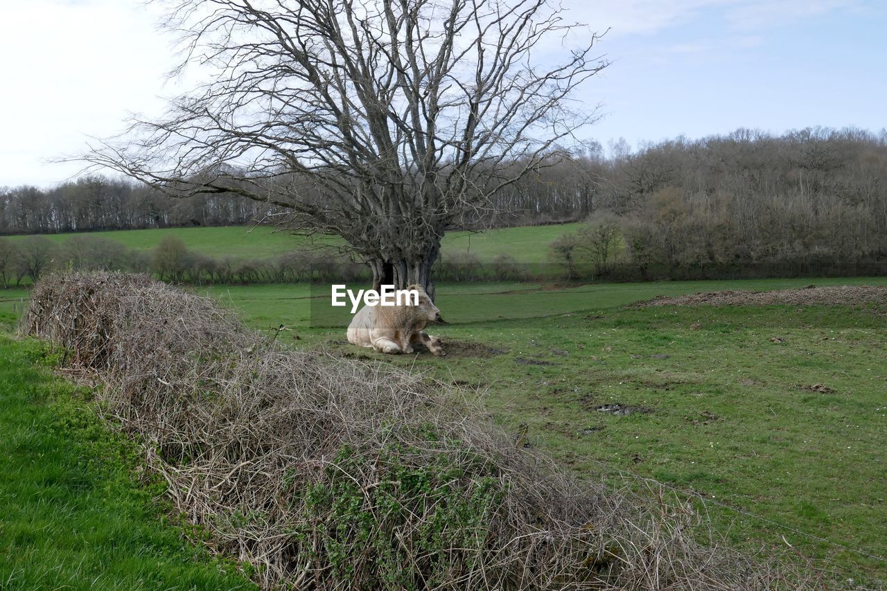 DEAD TREE ON FIELD