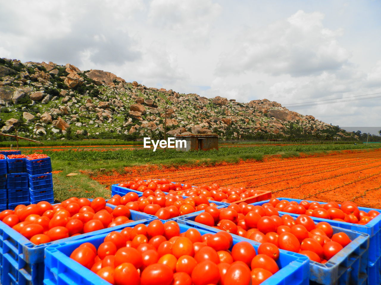 Full frame shot of tomato field