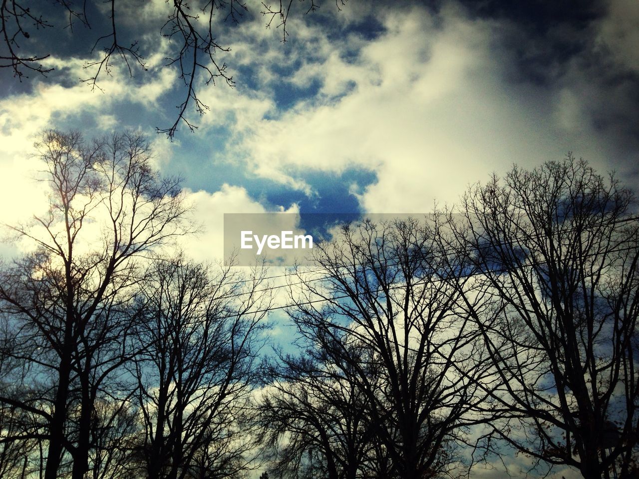 LOW ANGLE VIEW OF BARE TREES AGAINST SKY