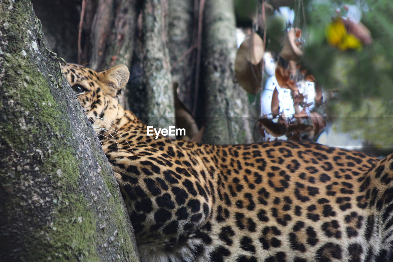 FULL LENGTH OF A CAT ON TREE TRUNK