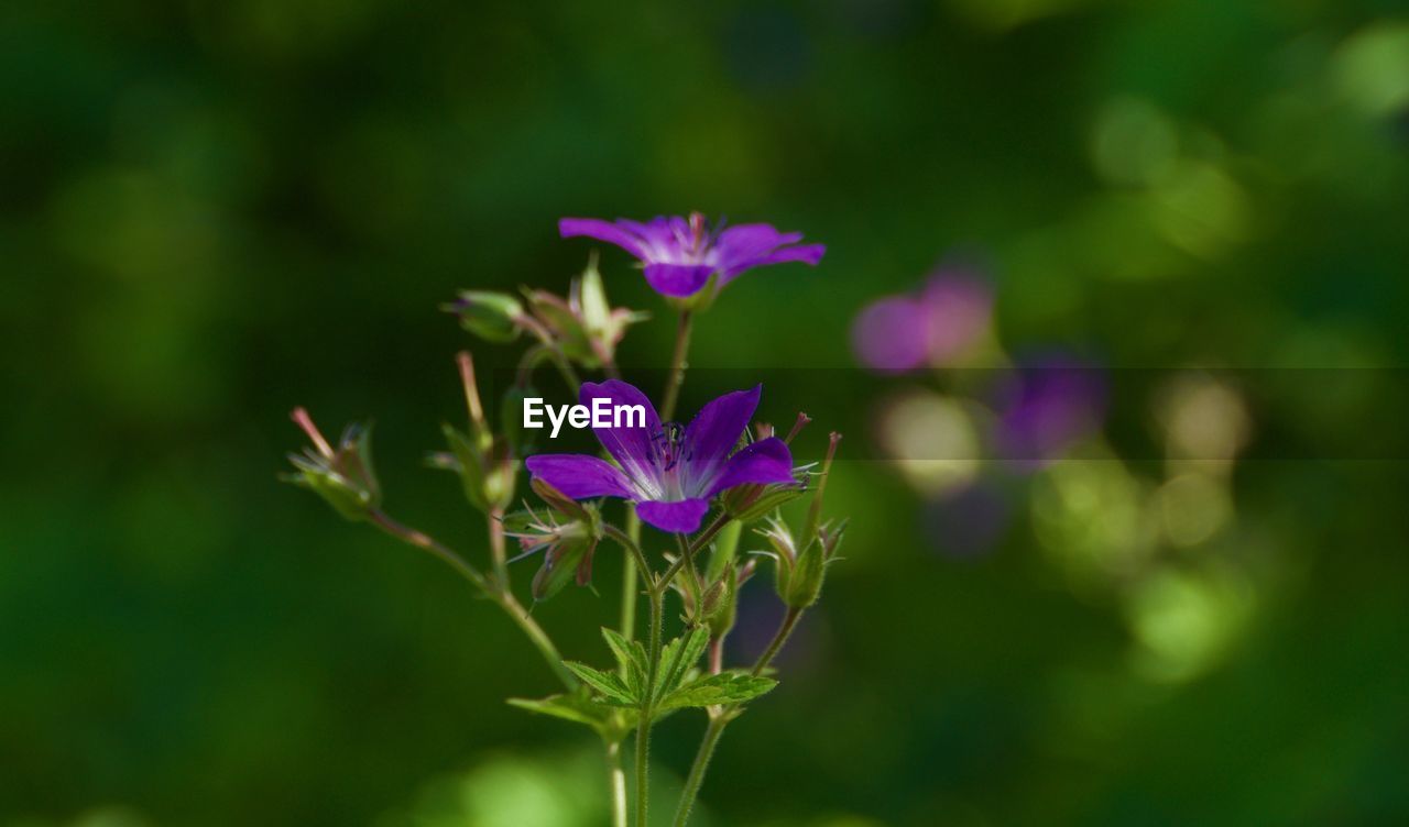 CLOSE-UP OF PINK FLOWER PLANT