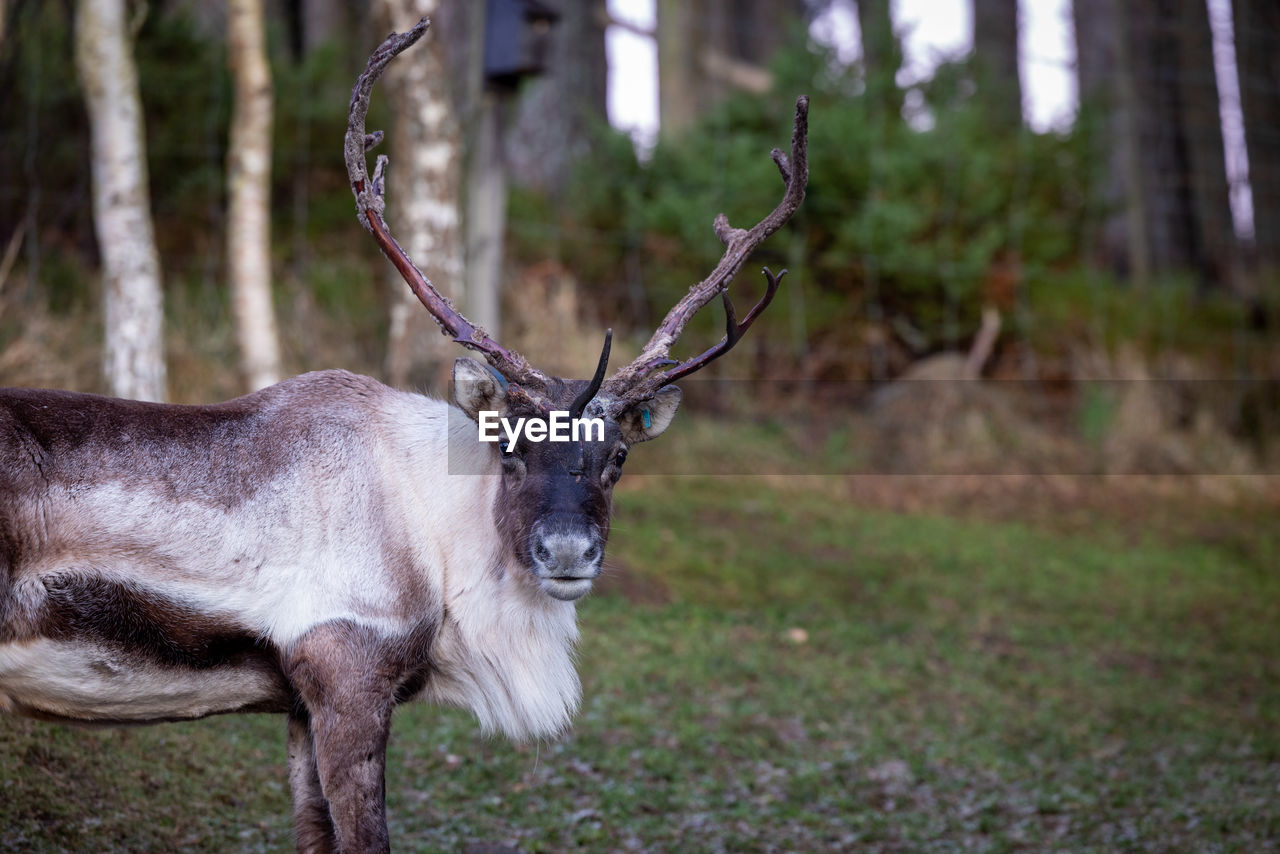 animal, animal themes, mammal, animal wildlife, deer, wildlife, one animal, tree, reindeer, antler, plant, nature, forest, land, no people, domestic animals, stag, day, outdoors, focus on foreground, horned, horn, tree trunk, trunk, herbivorous, side view, woodland, standing, elk