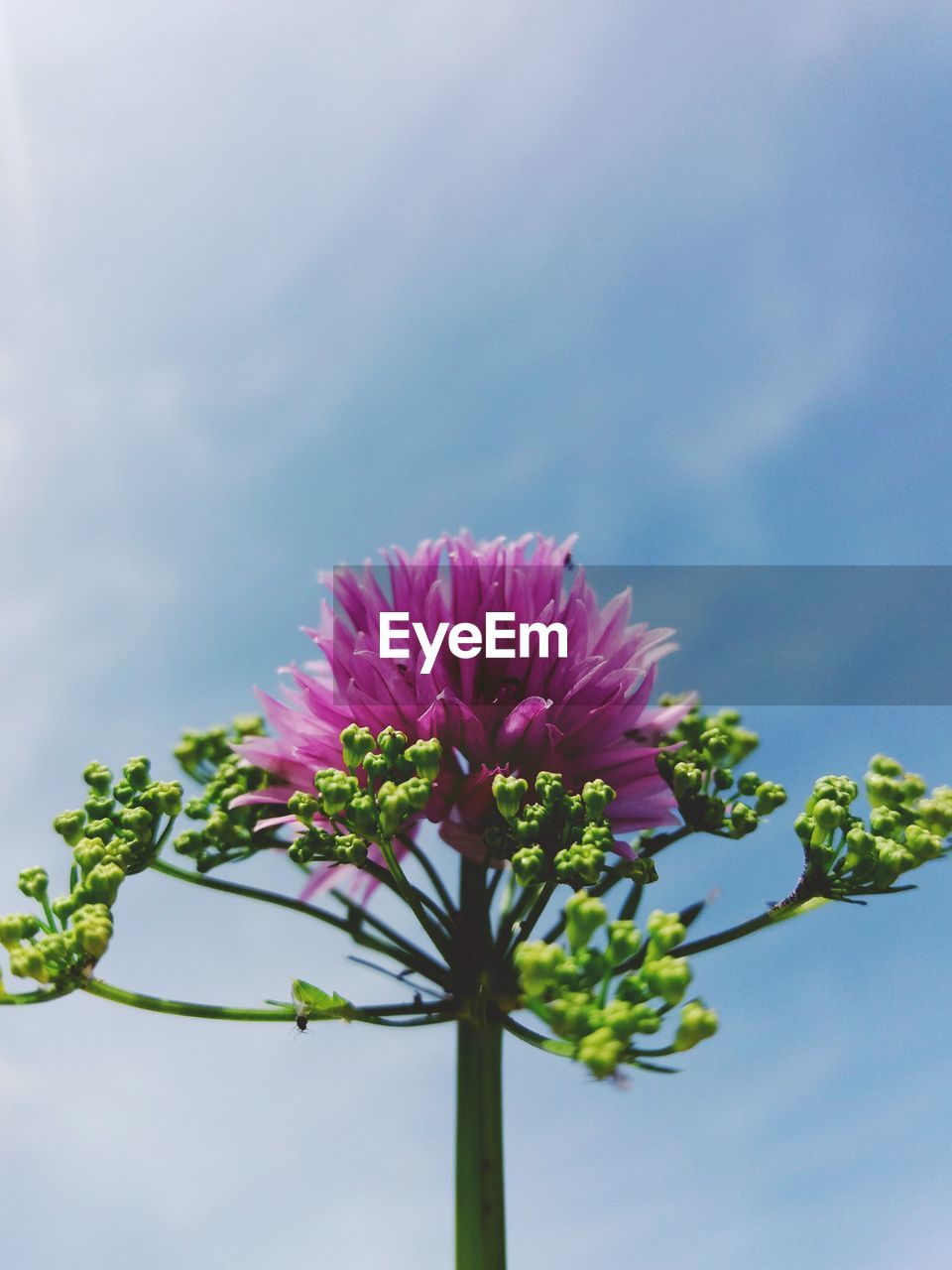 CLOSE-UP OF PINK FLOWER BLOOMING AGAINST SKY