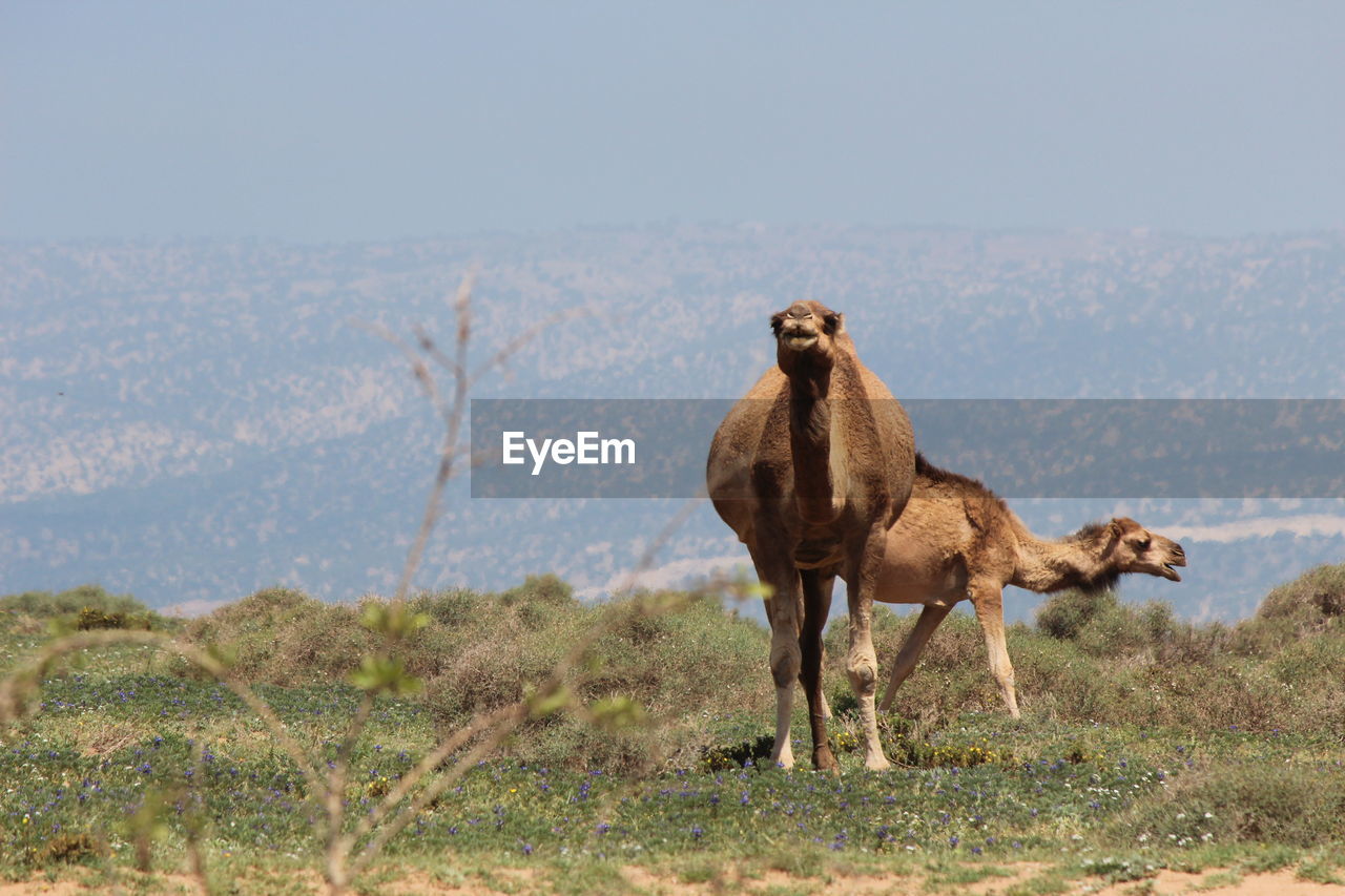 HORSE ON FIELD AGAINST MOUNTAIN