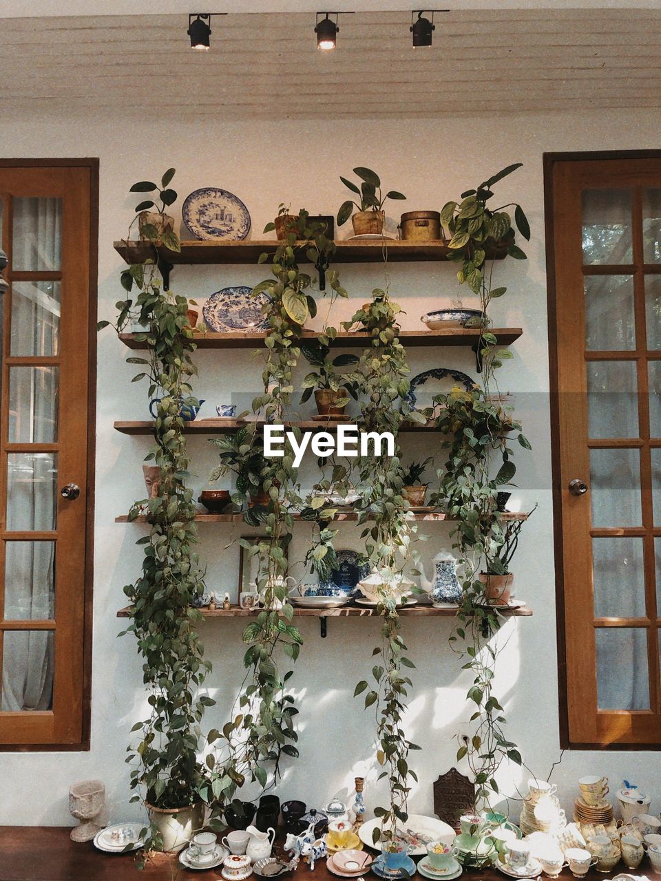 POTTED PLANTS ON WINDOW SILL