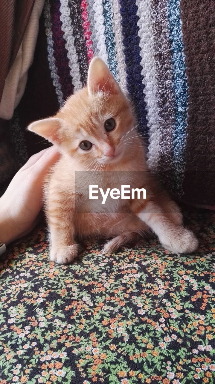 CLOSE-UP PORTRAIT OF CAT SITTING ON RUG