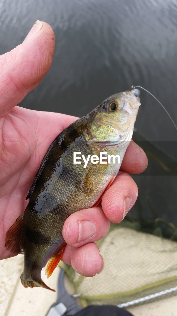 Close-up of person holding dead fish in hand