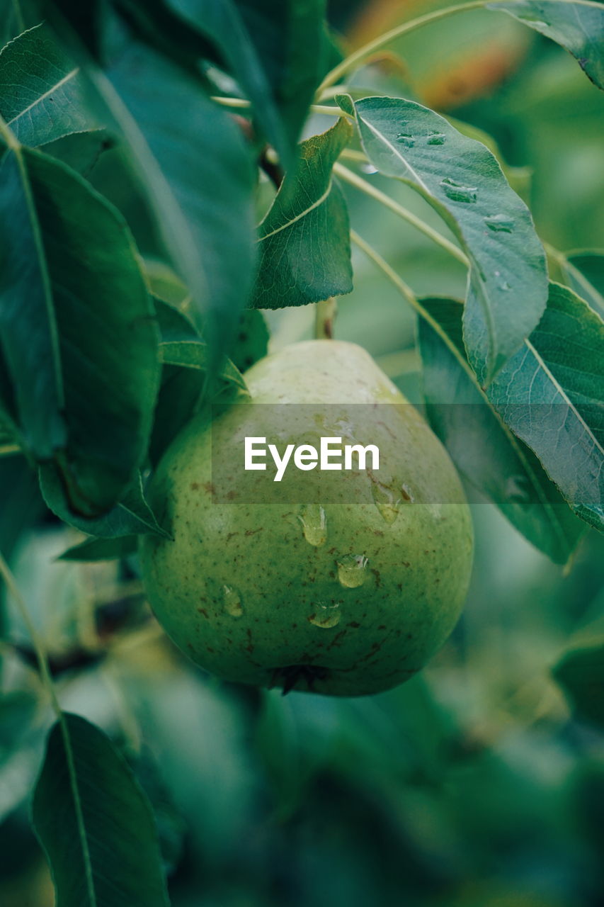 Close-up of pear growing on tree