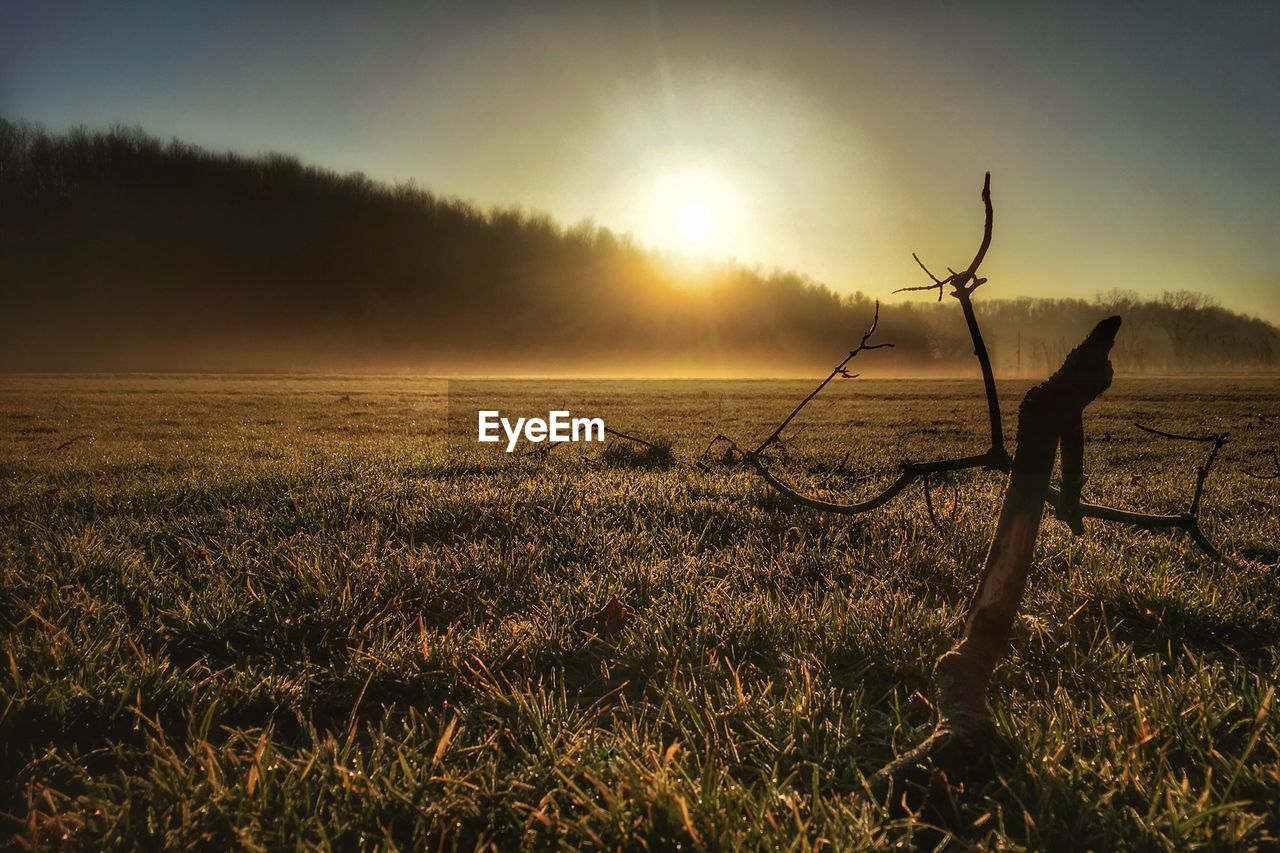 Scenic view of grassy field against sky during sunset