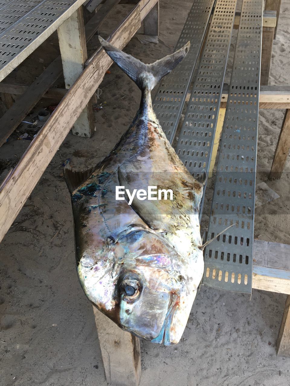 CLOSE-UP OF FISH AT MARKET