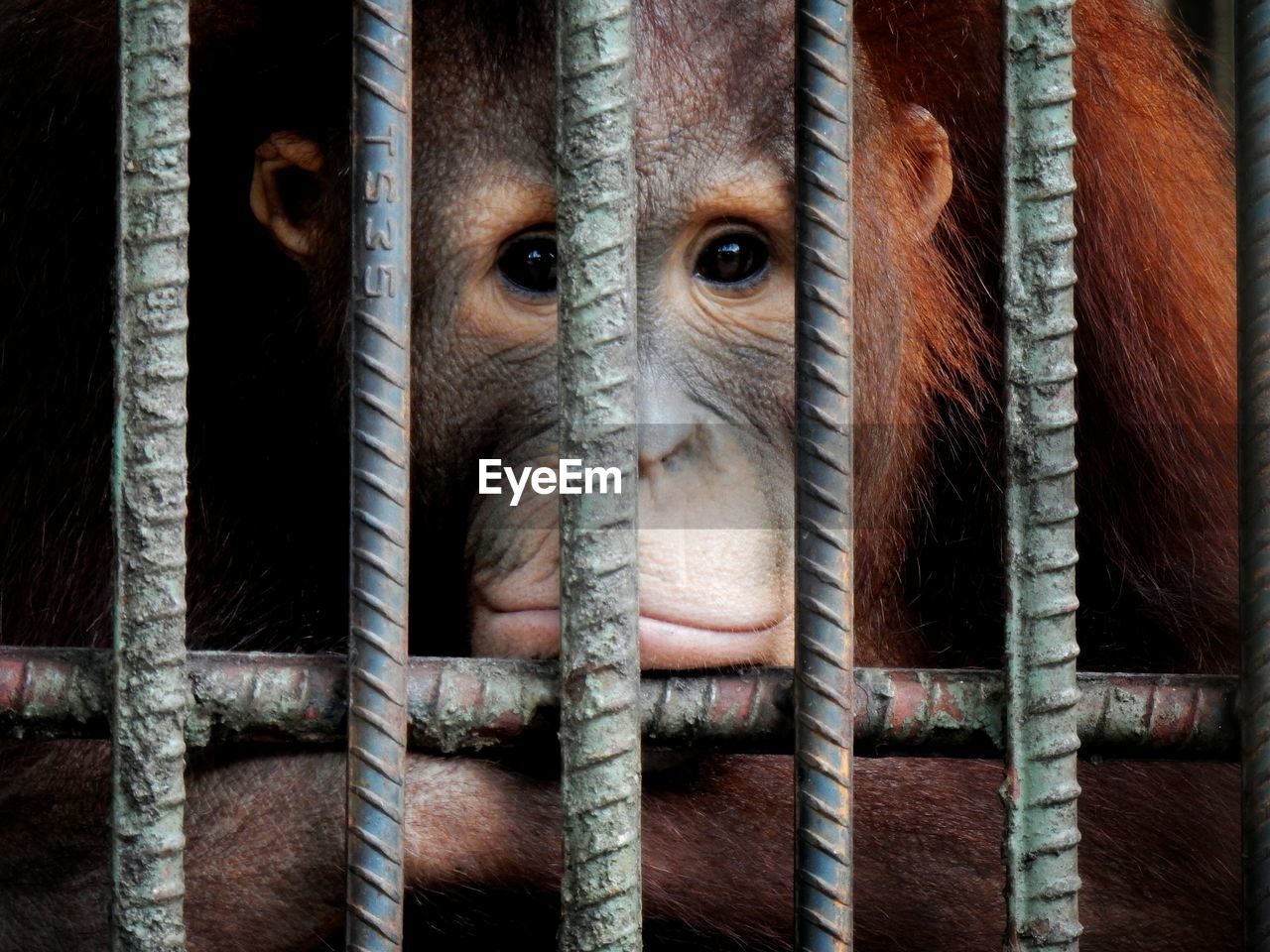 Close-up of monkey in cage at zoo