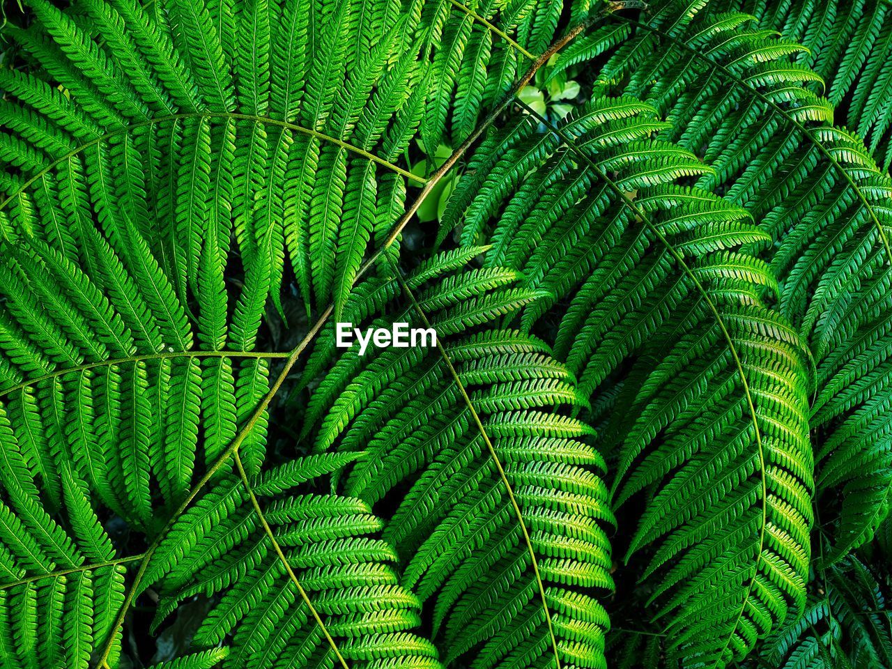 FULL FRAME SHOT OF GREEN TREE