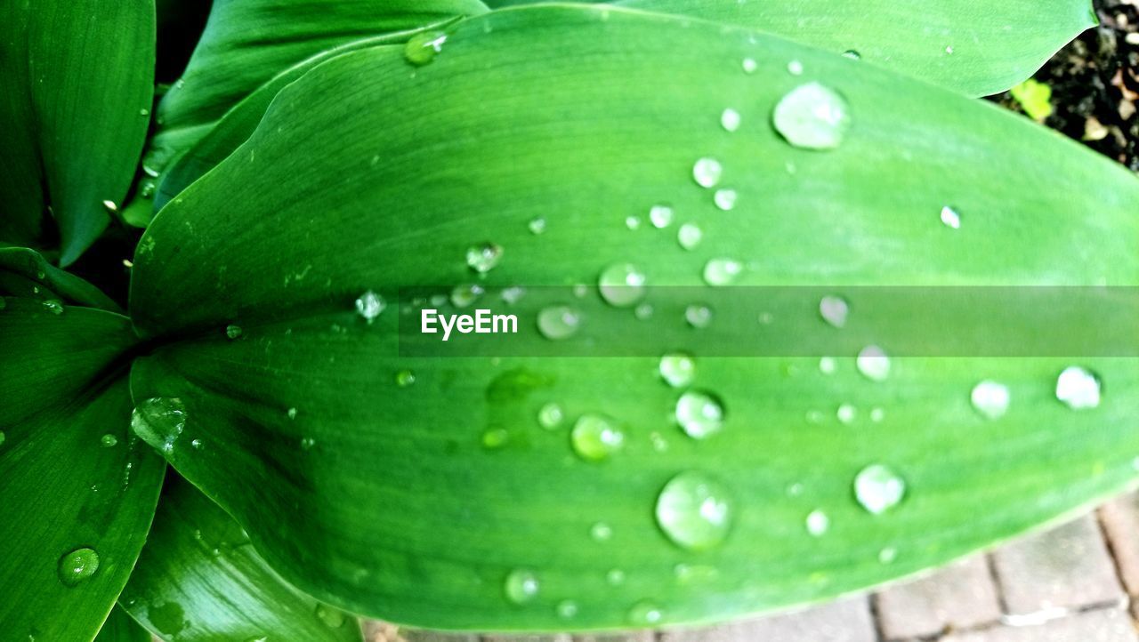 CLOSE-UP OF WET GREEN LEAVES