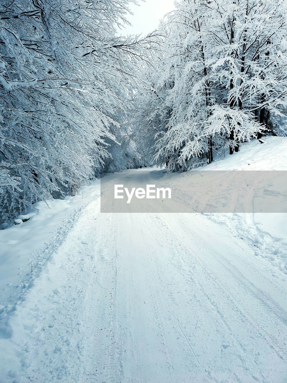 SNOW COVERED ROAD AMIDST TREES AND SNOWCAPPED MOUNTAINS