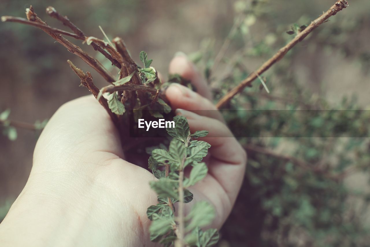 Cropped image of hand holding fresh herbs