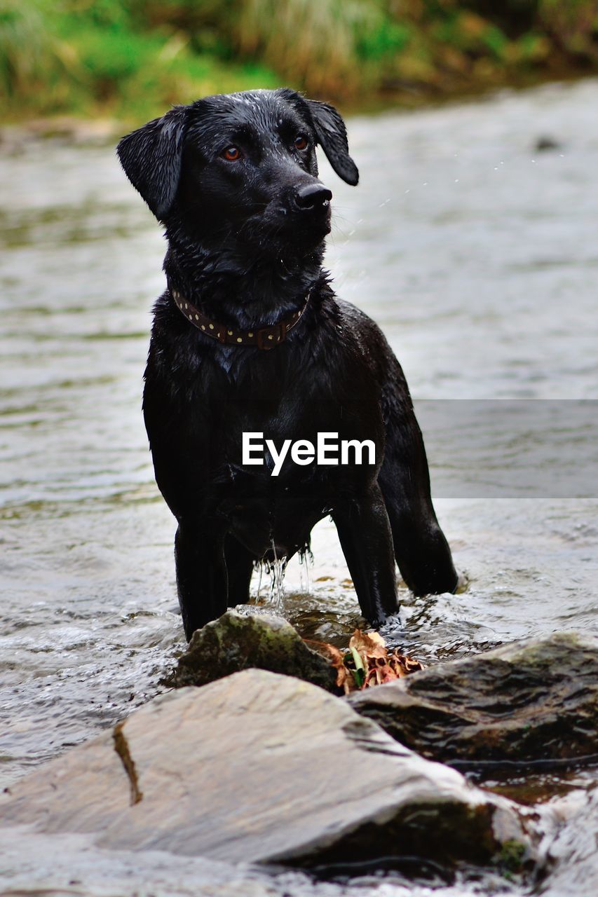 Black dog in pond