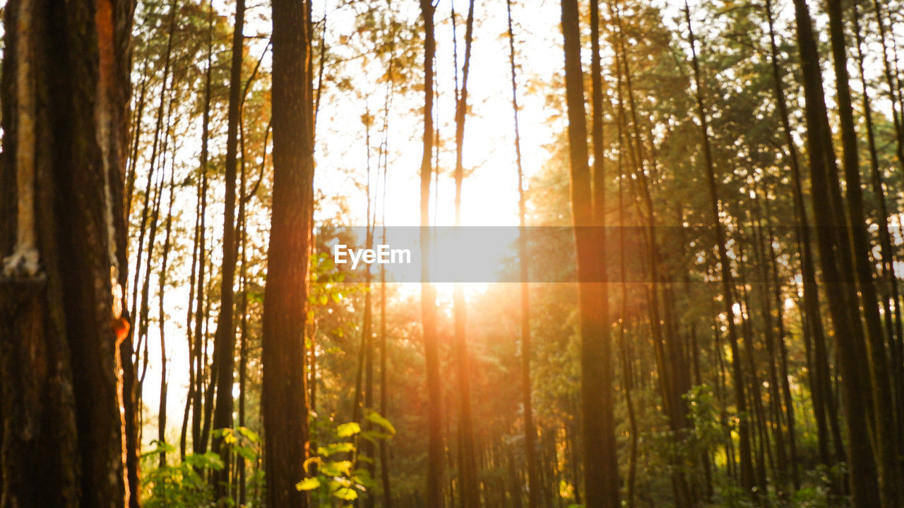 tree, plant, sunlight, forest, land, sunbeam, beauty in nature, tranquility, nature, sun, natural environment, woodland, tree trunk, trunk, lens flare, tranquil scene, sky, growth, scenics - nature, back lit, environment, non-urban scene, sunset, no people, landscape, light, idyllic, outdoors, streaming, branch, day, low angle view, autumn, sunny, summer, pine woodland, coniferous tree, old-growth forest, pine tree, green, leaf, grove, plant part, pinaceae, bright