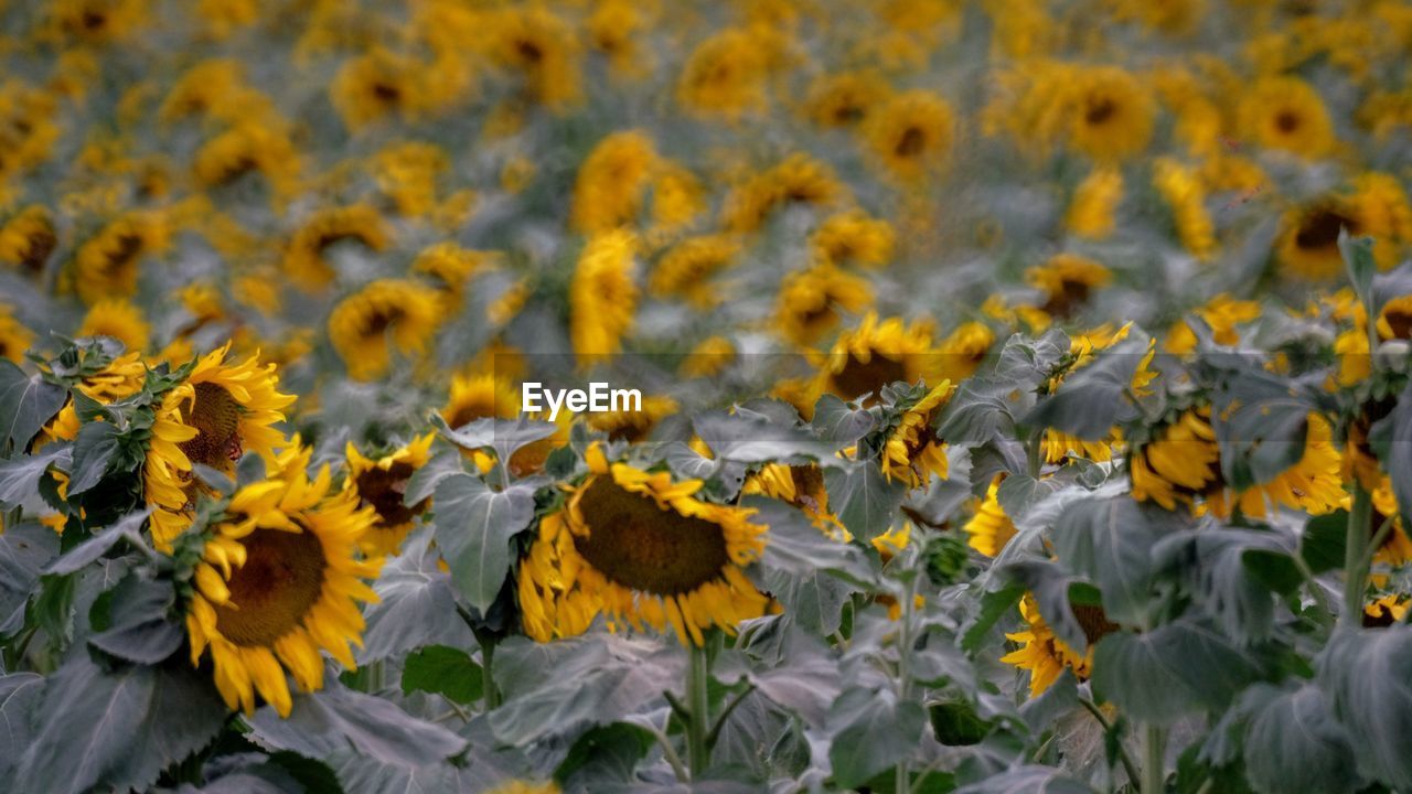 Close-up of yellow sunflower blooming outdoors