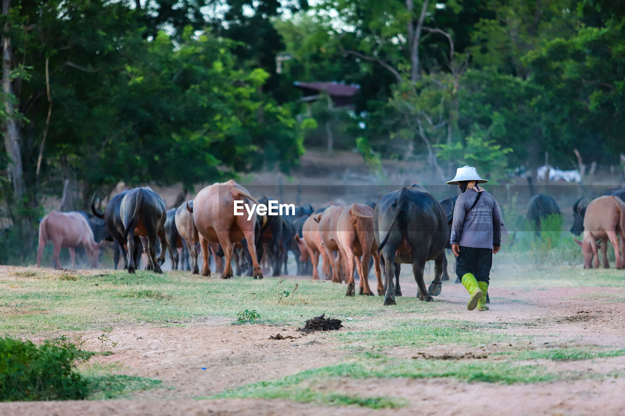 Rear view of buffalo walking on field