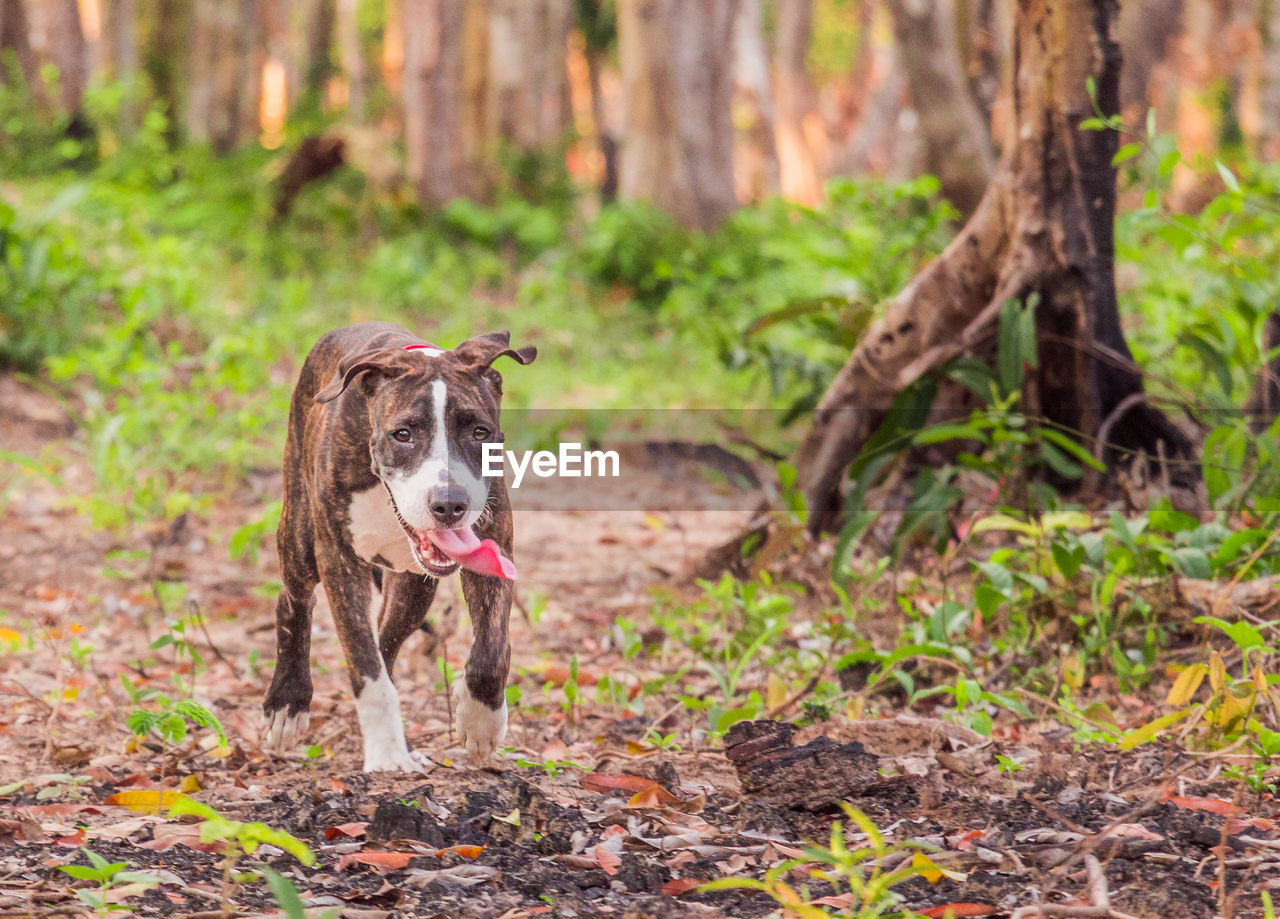 DOG IN FOREST