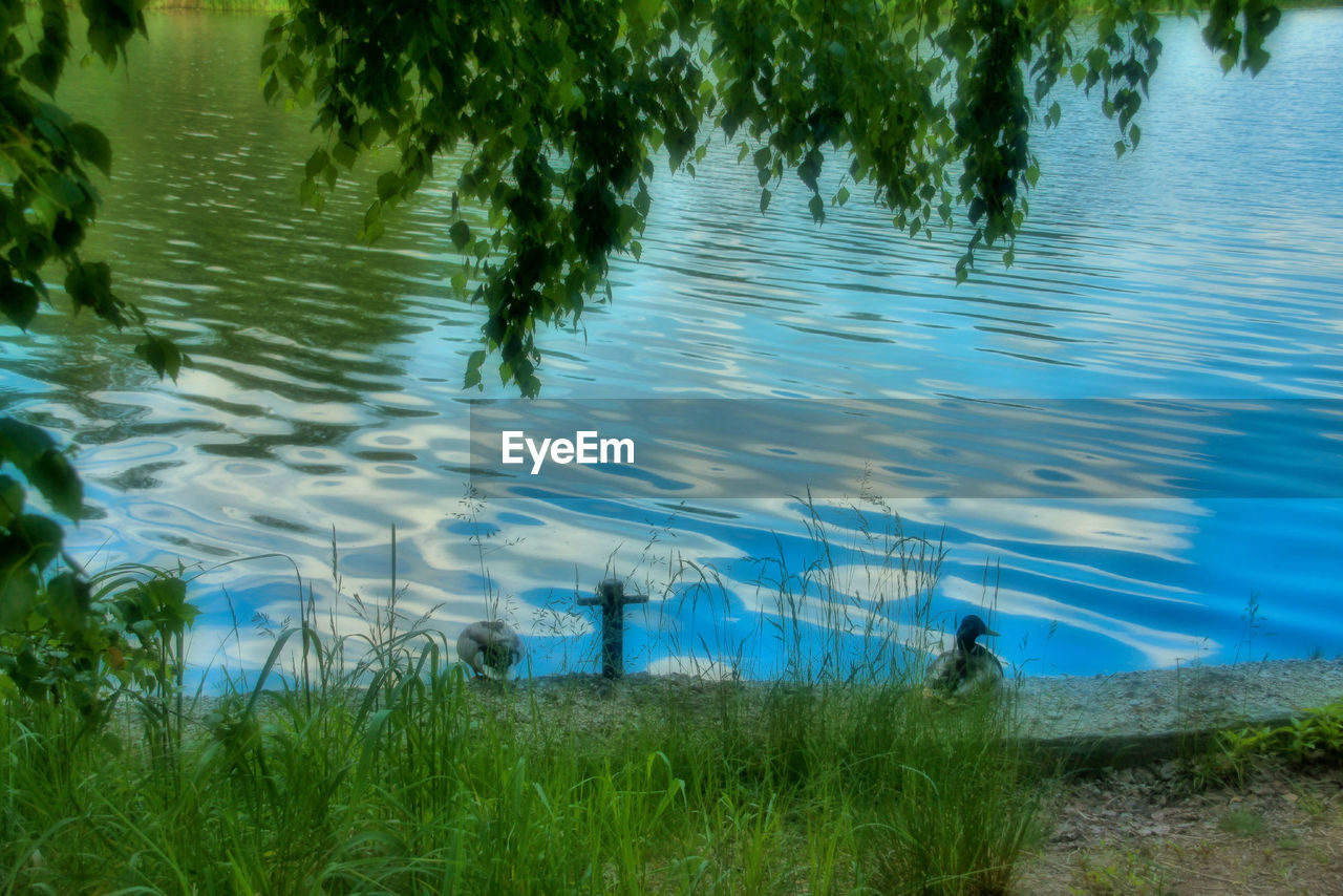 HIGH ANGLE VIEW OF BIRD ON LAKE