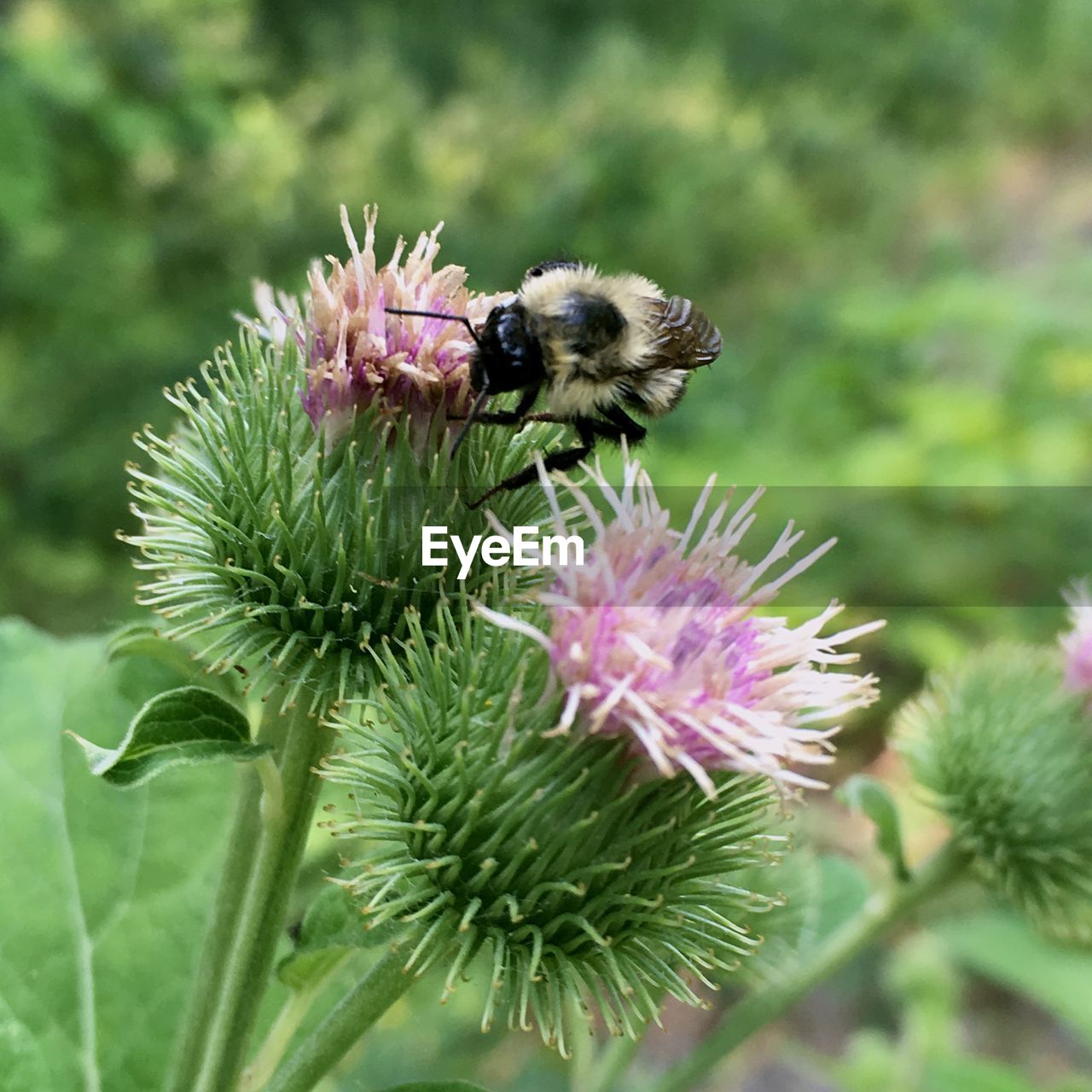 CLOSE-UP OF HONEY BEE POLLINATING ON THISTLE