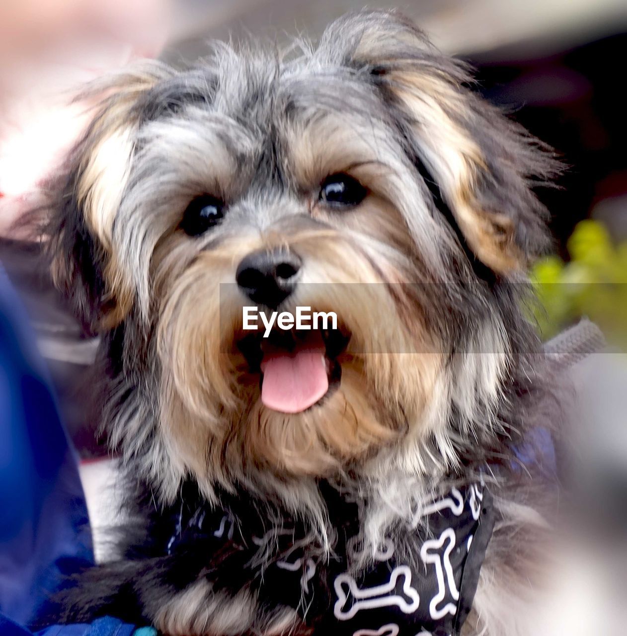 CLOSE-UP PORTRAIT OF DOG WITH MOUTH