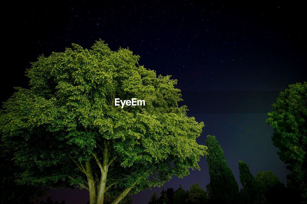 LOW ANGLE VIEW OF PLANTS AGAINST TREES AT NIGHT