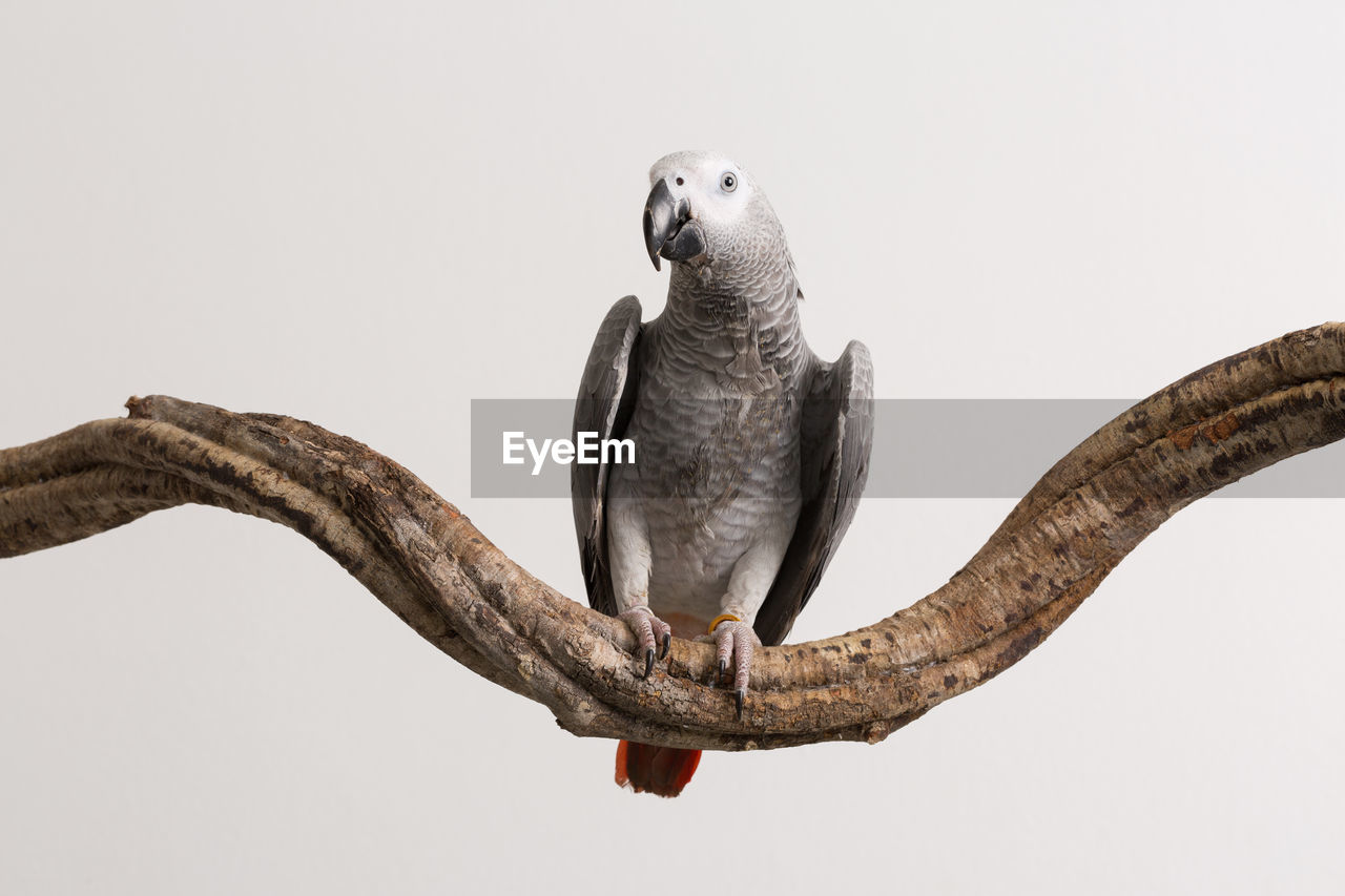 African grey parrot perching on wood against white background