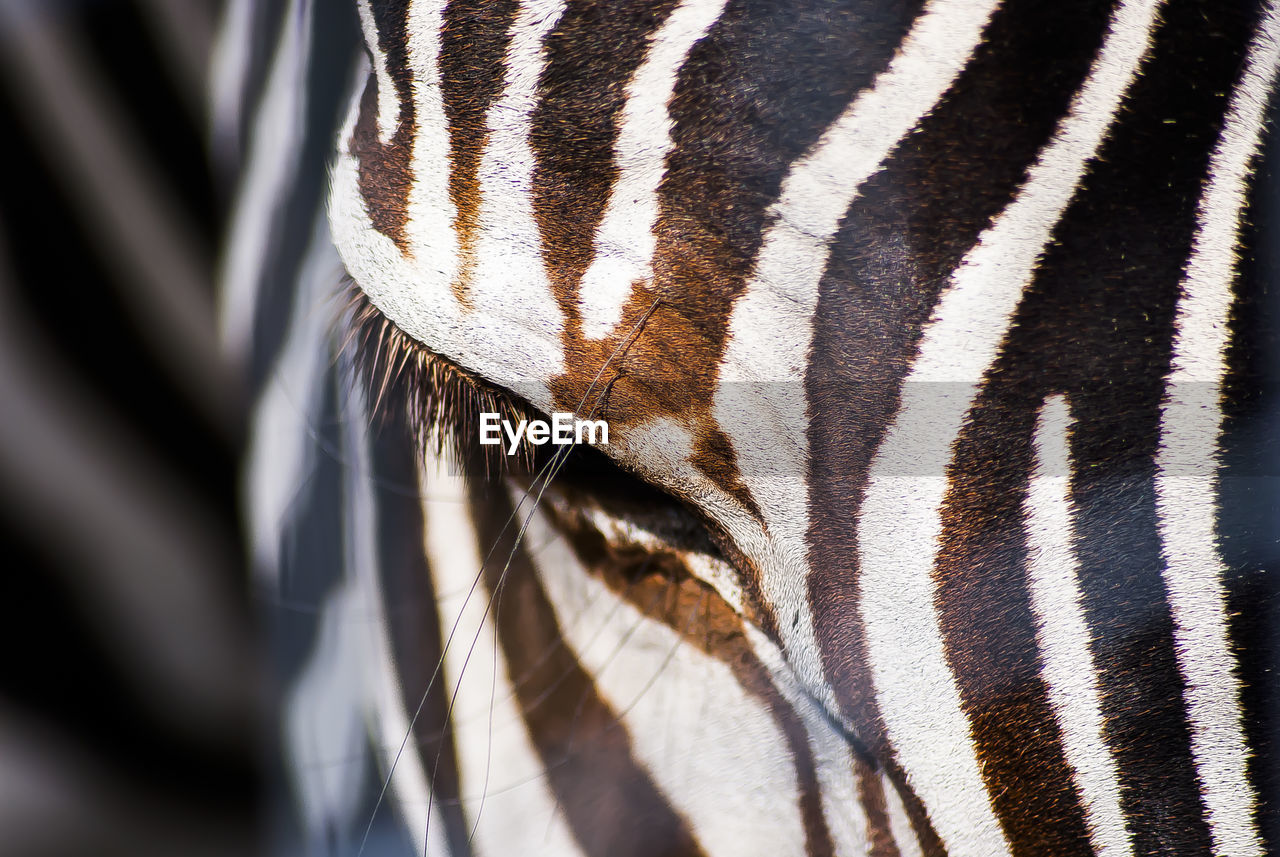 Close-up of zebra on sunny day