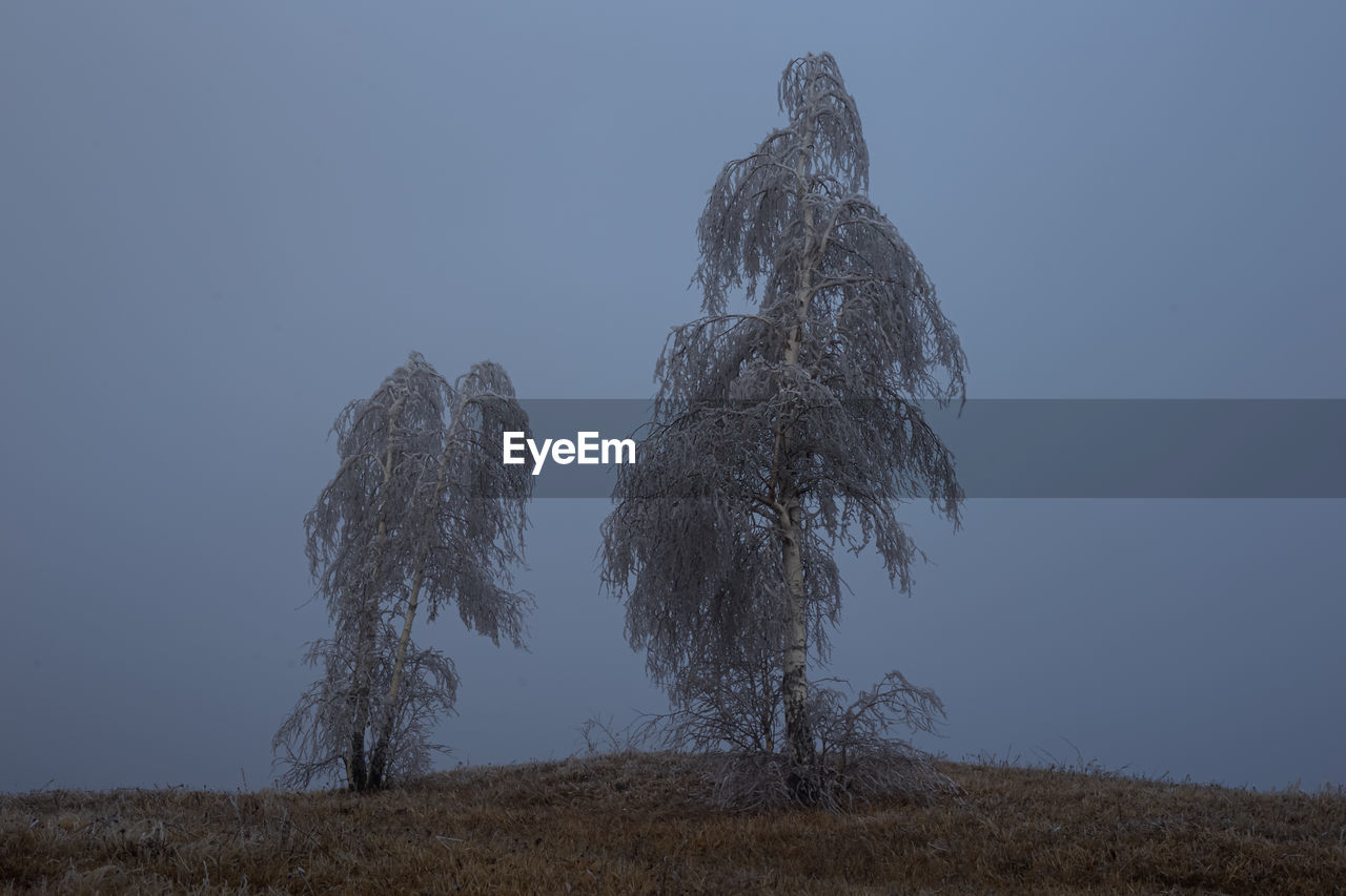 Low angle view of trees on field against sky during winter