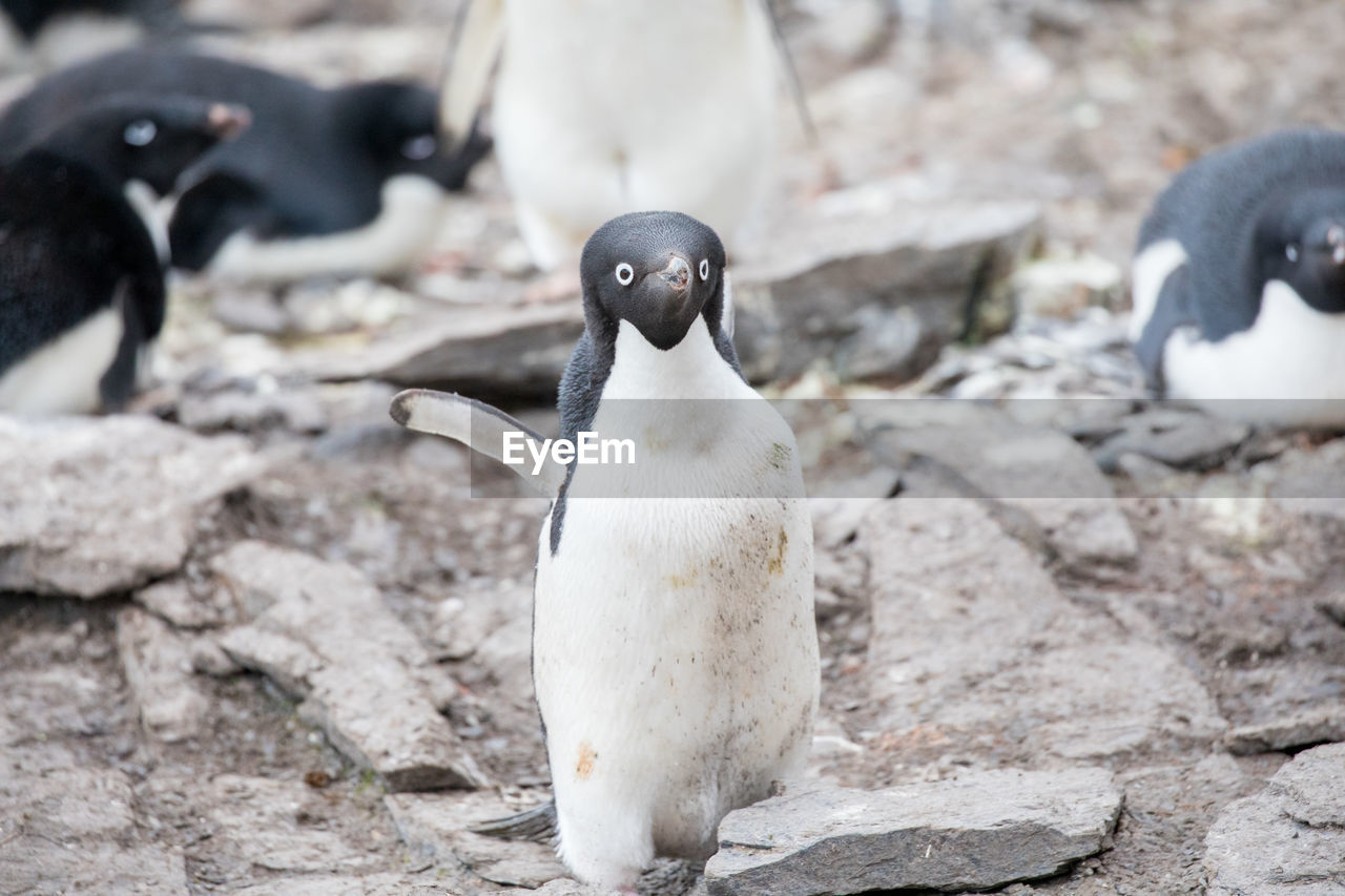 Close-up of penguins on rock