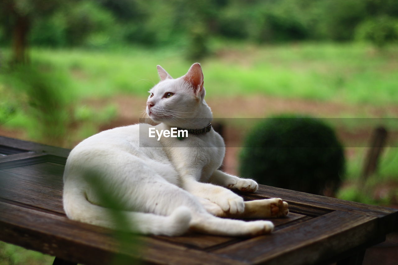 Close-up of a cat sitting on wood