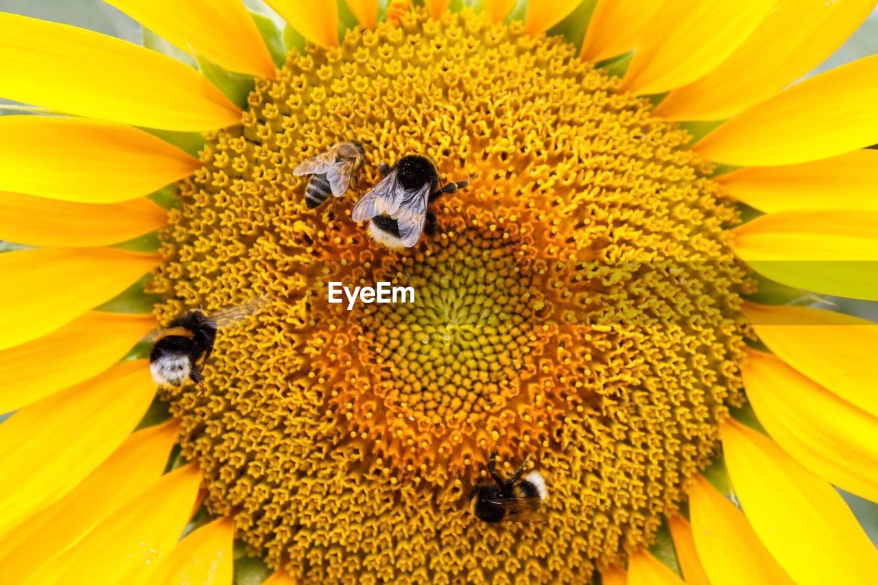 CLOSE-UP OF BEE ON YELLOW SUNFLOWER